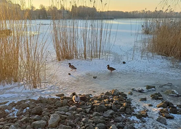 Frieda 2 * 塞巴特黑灵斯多夫